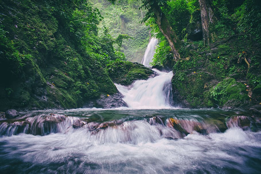 Green Tree Plant Photography, daylight, environment, falls, flow HD wallpaper