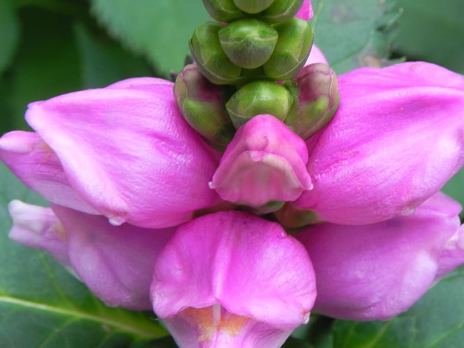 macro, blossom, bloom, flower, small flower, violet, wild flower HD wallpaper