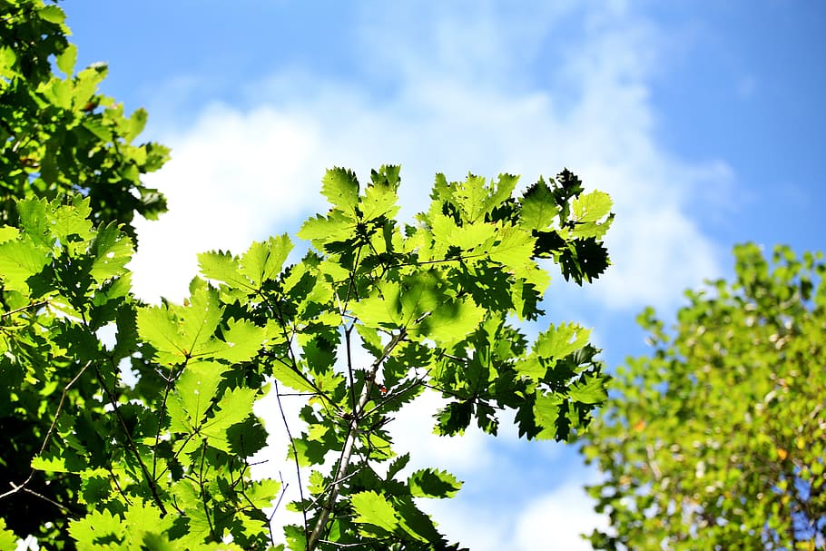 the scenery, china, green leaf, tree, section, summer, sky HD wallpaper