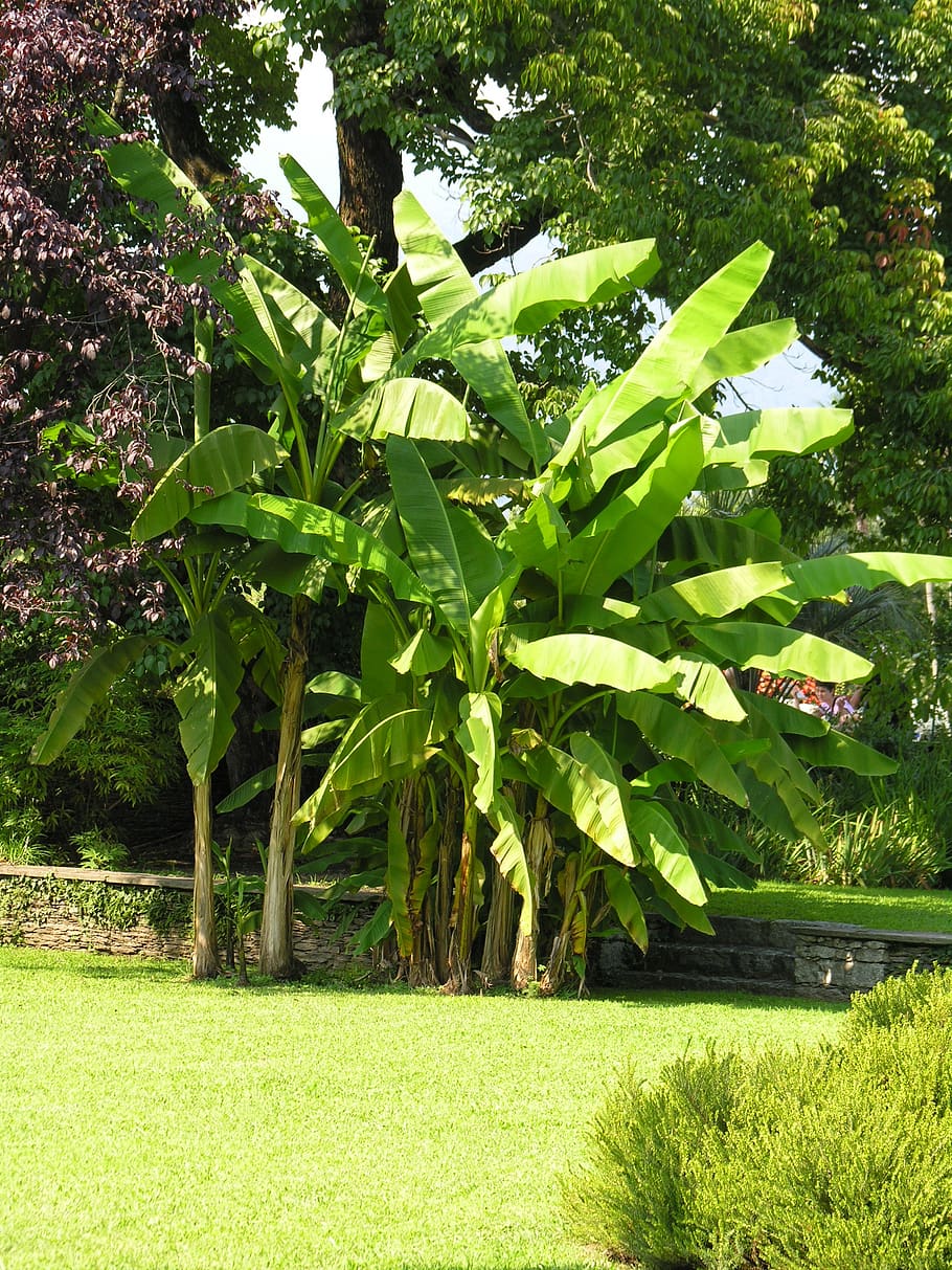 banana shrub, villa taranto, lago maggiore, plant, growth, green color, HD wallpaper