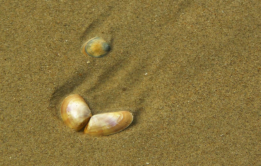 shell, close, sea, sand, water, beach, coast, mussels, sand beach HD wallpaper