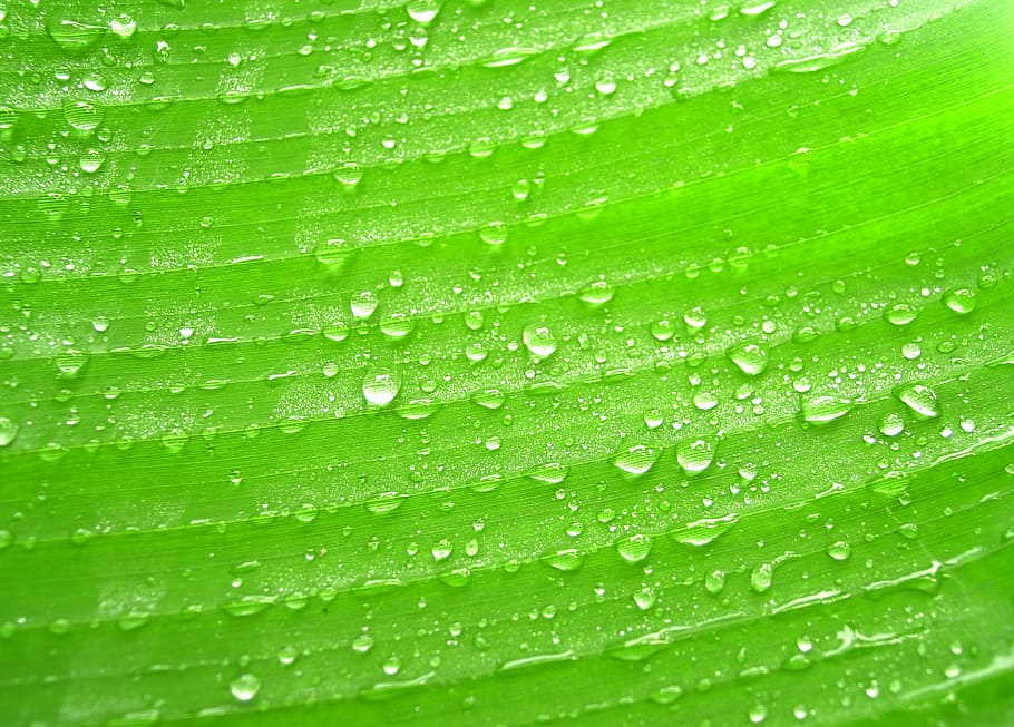 green leaf with water dews, drops, grass, rain, closeup, life HD wallpaper