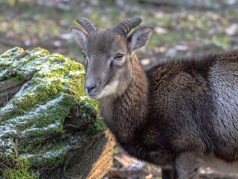 Capricorn, Wild, Animals, one animal, animals in the wild, animal themes HD wallpaper