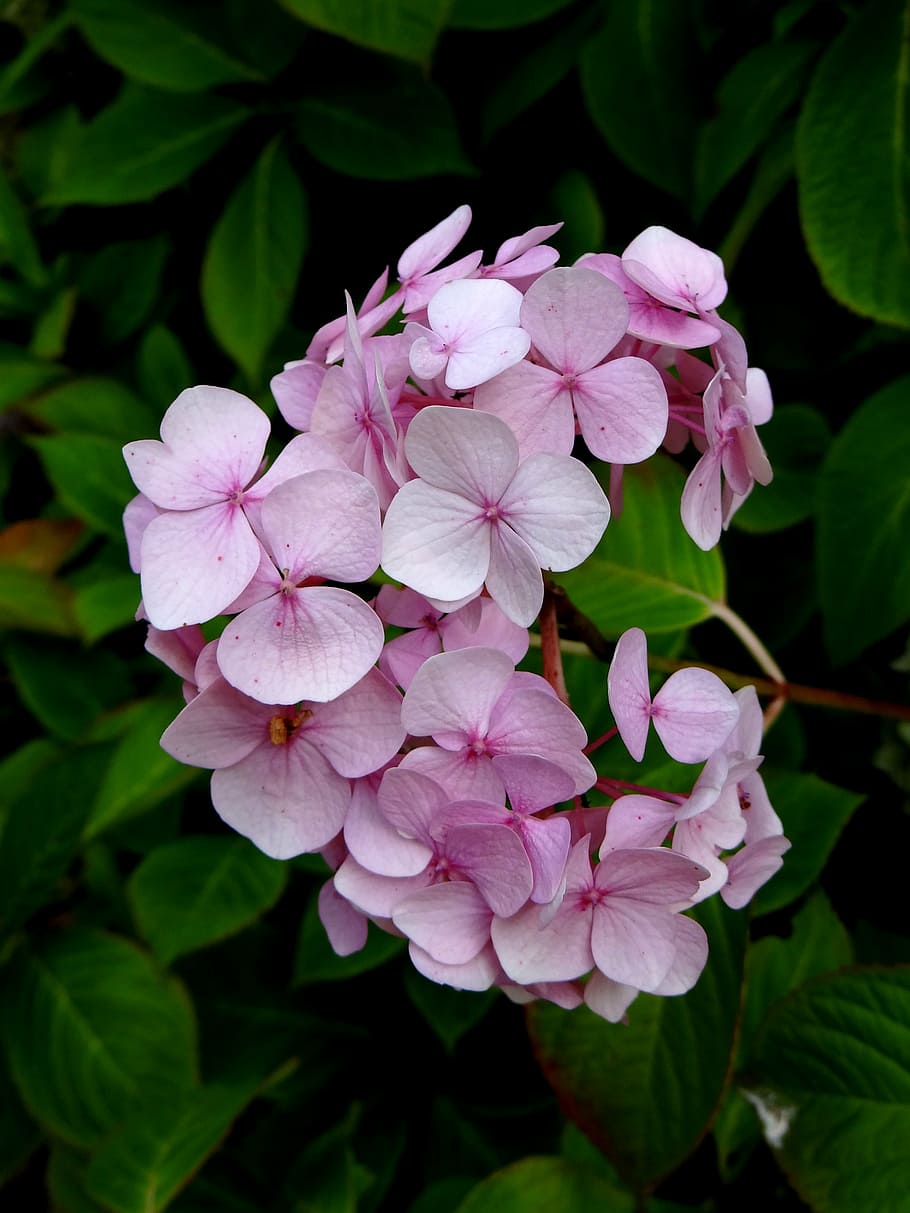 hydrangea, flower, pink, blossom, botanical, plant, flowering plant HD wallpaper