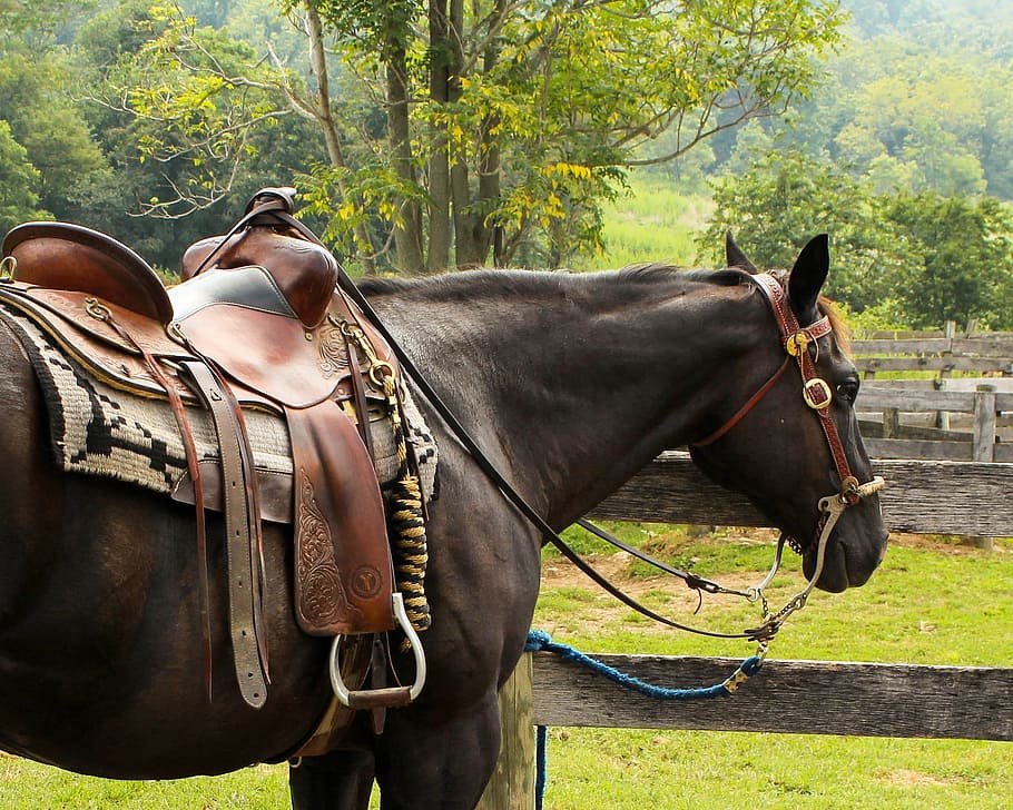 eichh-rnchen-bauern-bestanden-western-horse-wallpaper-napier-schmuck