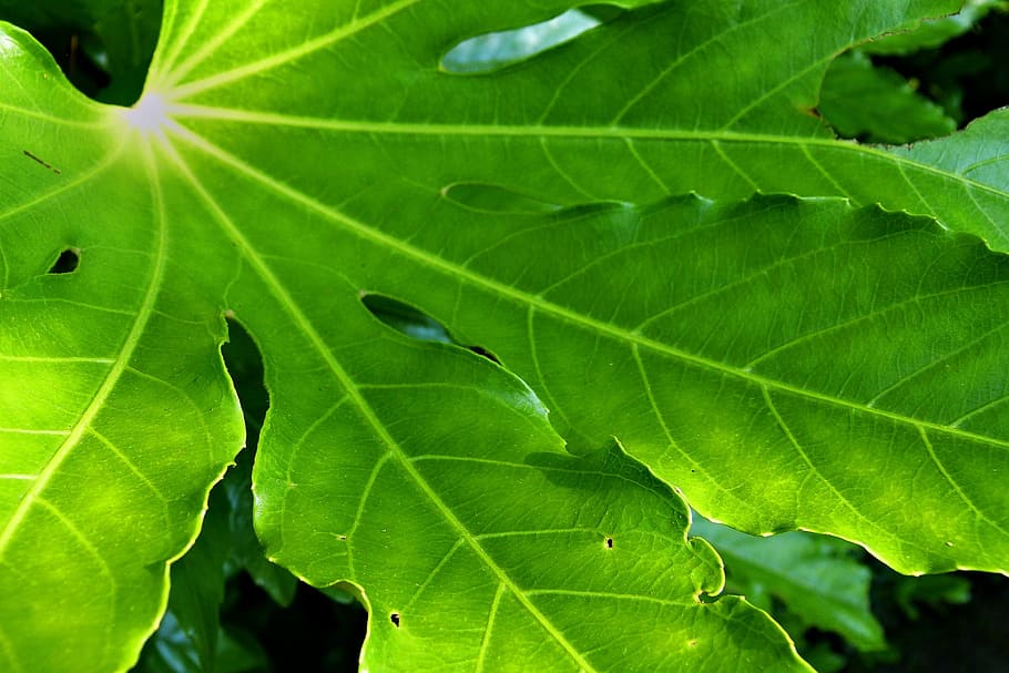 green leafed, Nature, Forest, Plant, natural, environment, foliage HD wallpaper