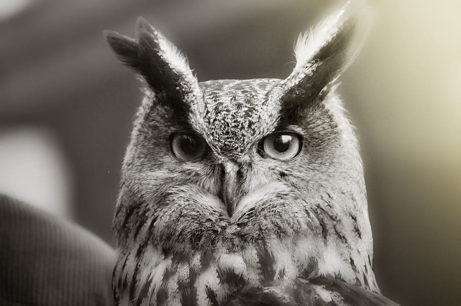 owl greyscale photo, bird, plumage, eagle owl, animal, close HD wallpaper