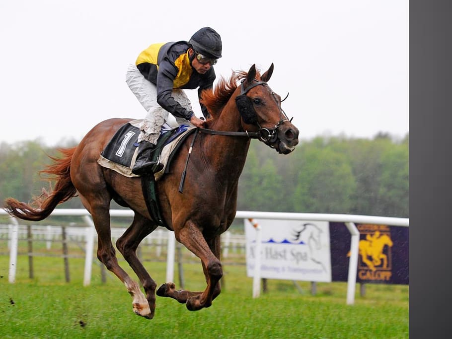 jockey riding brown horse, gallop, sport, horseracing Track, animal