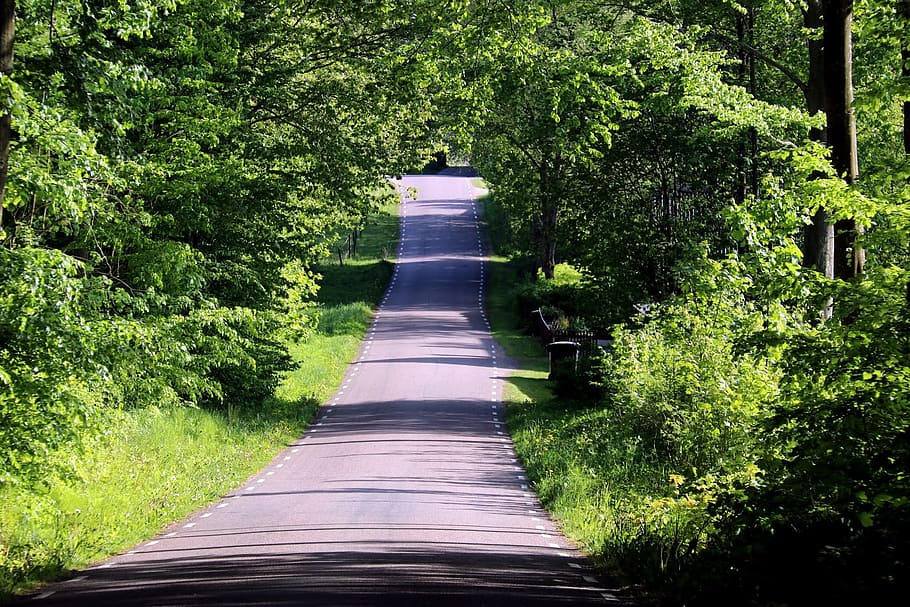 Beech Forest, Forest, Road, Skåne, nature, tree, footpath HD wallpaper