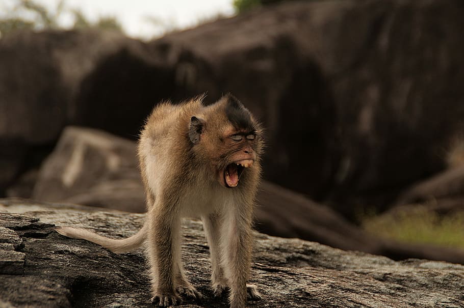 brown monkey screaming, mammal, animal wildlife, one animal HD wallpaper