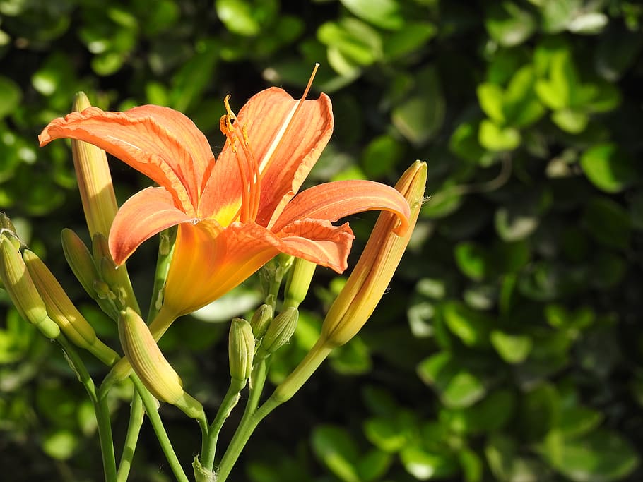flower, nature, flora, garden, lily, flowering plant, fragility HD wallpaper
