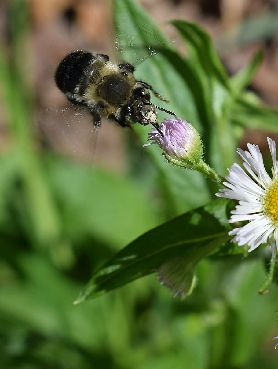 fleabane and bee, flower, blossom, bloom, plant, wild, nature HD wallpaper