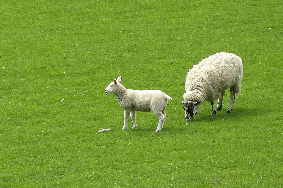 two sheep on green grass field, lamb, meadow, grazing, graze HD wallpaper