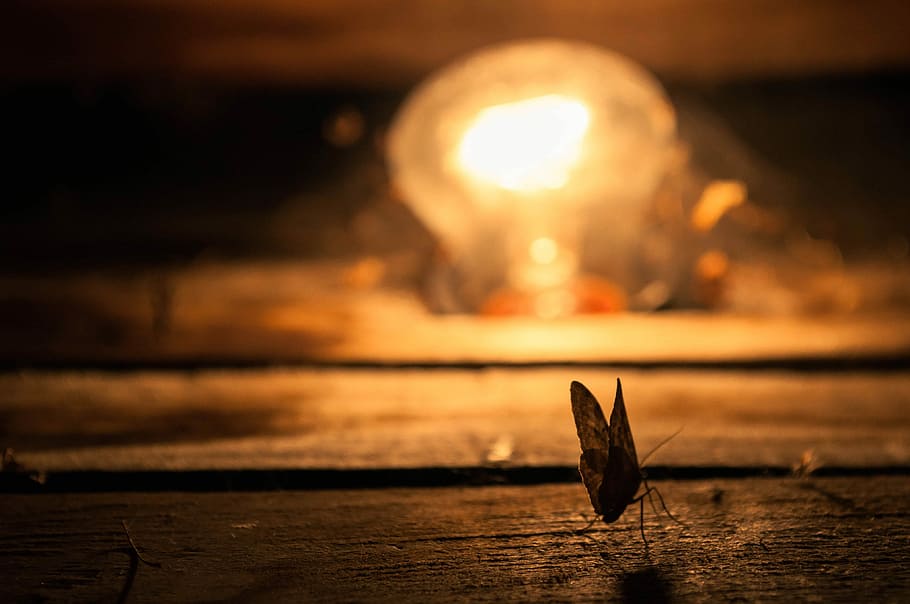 selective focus photography of butterfly on brown wooden surface HD wallpaper