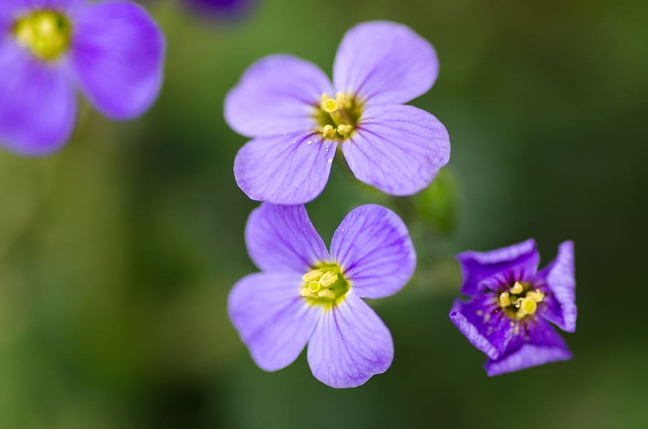 nature, flowers, purple, petals, bloom, blooming, blossom, blur HD wallpaper