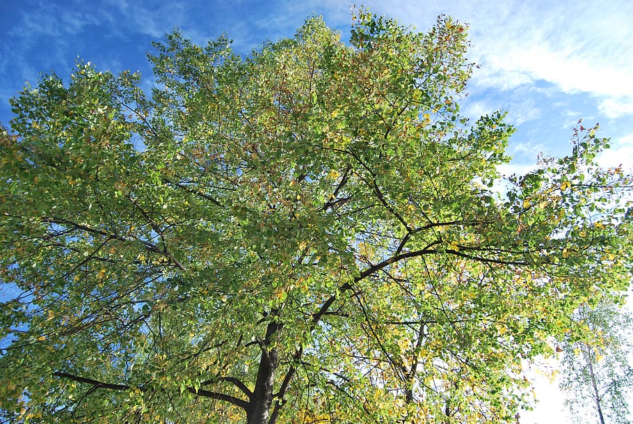 tree, sunny, spring, plant, low angle view, growth, sky, beauty in nature HD wallpaper