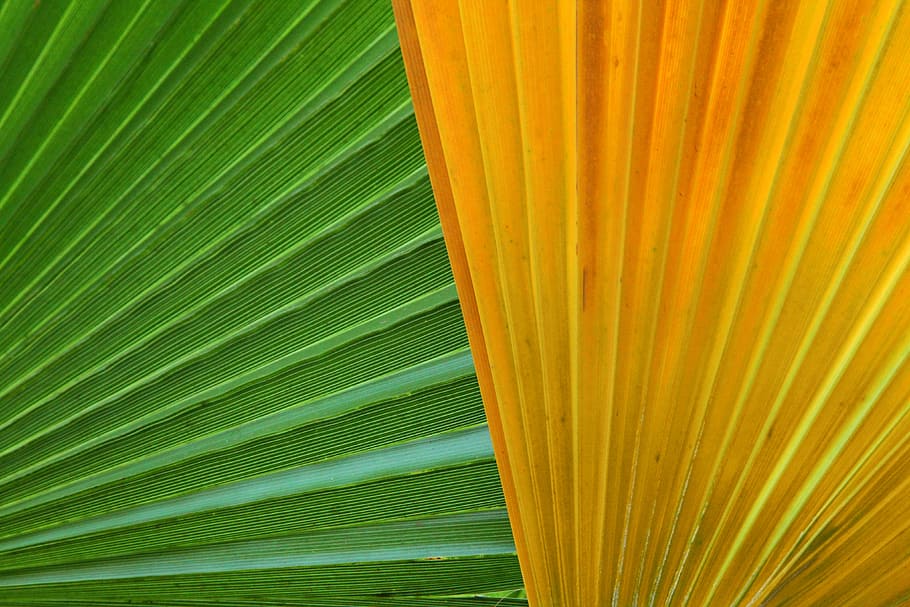 abstract, background, close-up, color, detail, flora, green HD wallpaper