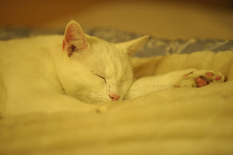 White Cat, Cat, Cat, Rest, Ro, Peace, solid white cat, relaxation HD wallpaper