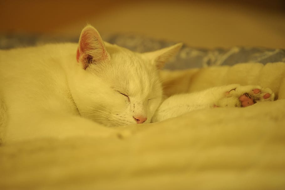 White Cat, Cat, Cat, Rest, Ro, Peace, solid white cat, relaxation HD wallpaper