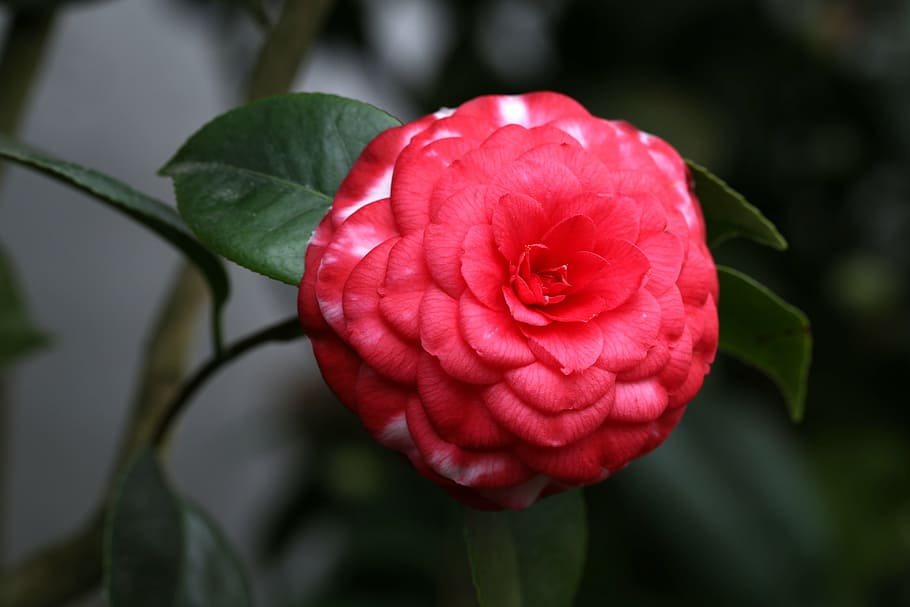 flowers, camellia, rajec jestrebi, red, flowering plant, beauty in nature, HD wallpaper