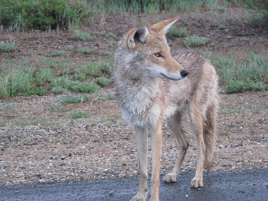 Coyote brown 1080P, 2K, 4K, 5K HD wallpapers free download | Wallpaper