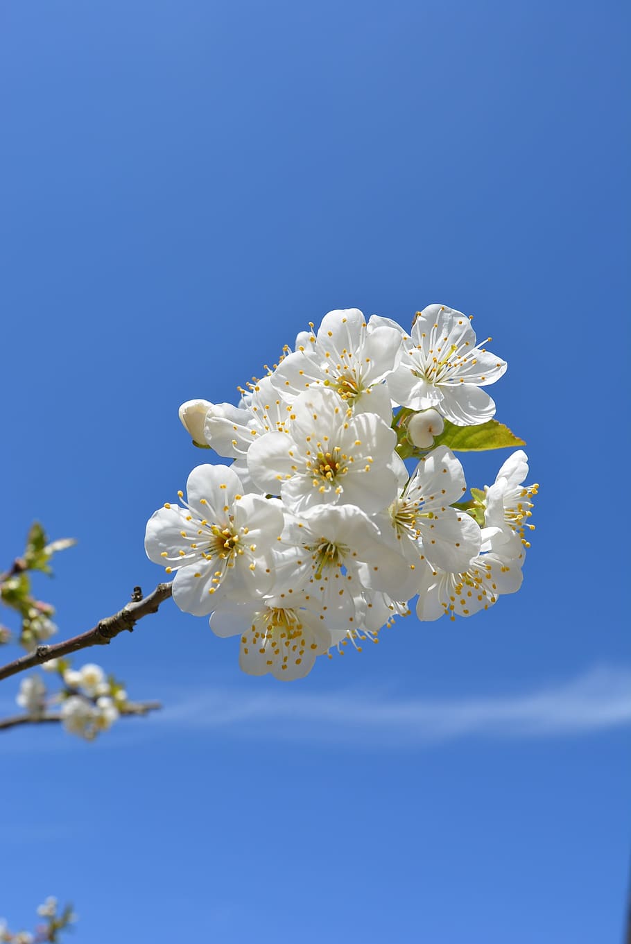 Flowers, Bloom, Cherry Blossom, spring, white, nature, springtime HD wallpaper