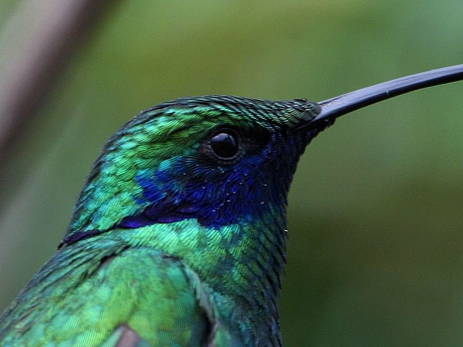 hummingbird, trochilidae, blue, green, bill, nature, animals, HD wallpaper