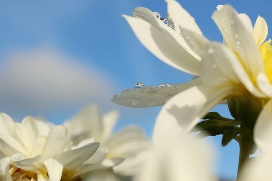 flower, drops, droplets, summer, rain, white, nature, garden HD wallpaper