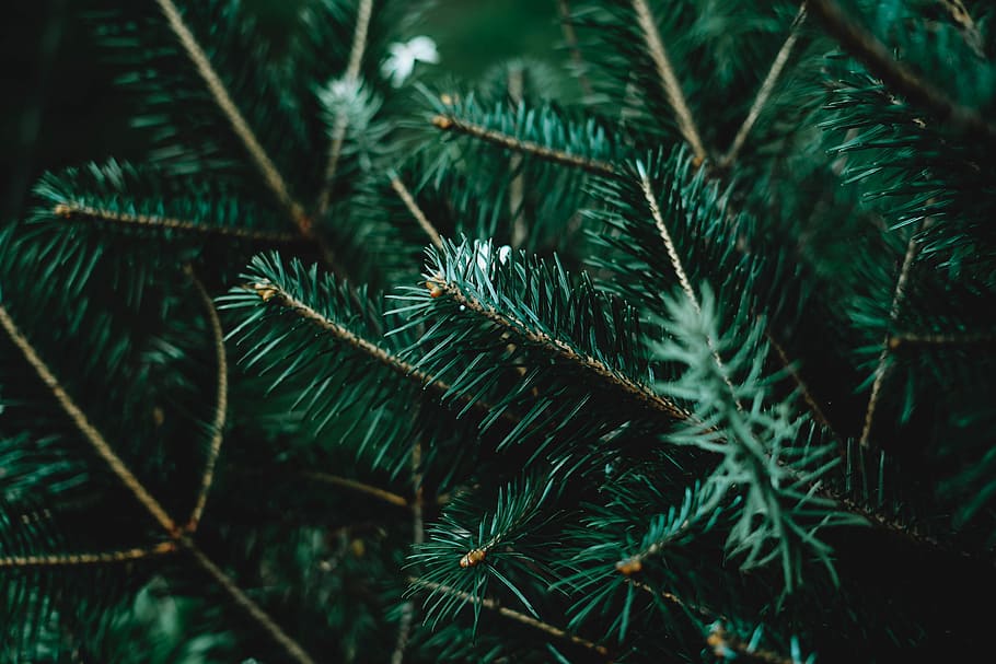 close up photography of green pine tree, green leaf tree, dark HD wallpaper