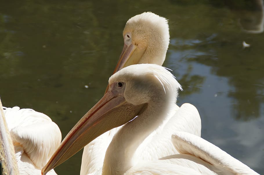 pelikan, head, close, bird, bill, portrait, animal portrait HD wallpaper
