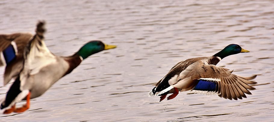 two flying white-black-and-green mallard ducks, mallards, flight HD wallpaper