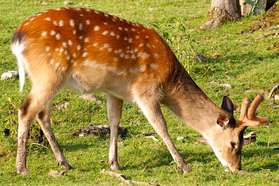 Roe Deer, Deer, Forest, Wild, Nature, Hirsch, wildlife park HD wallpaper