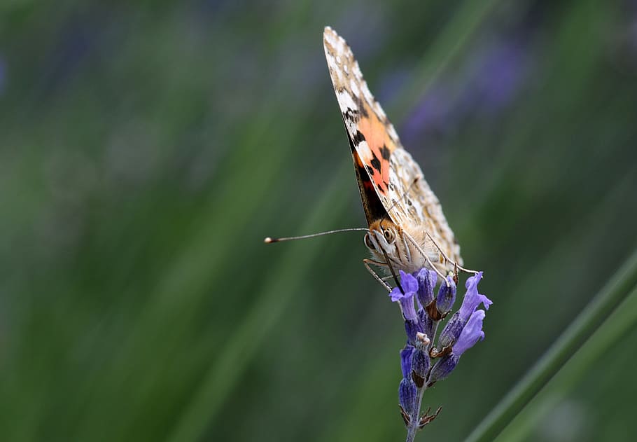 butterfly, insect, nature, moth, garden, animal, plant, animal wildlife HD wallpaper