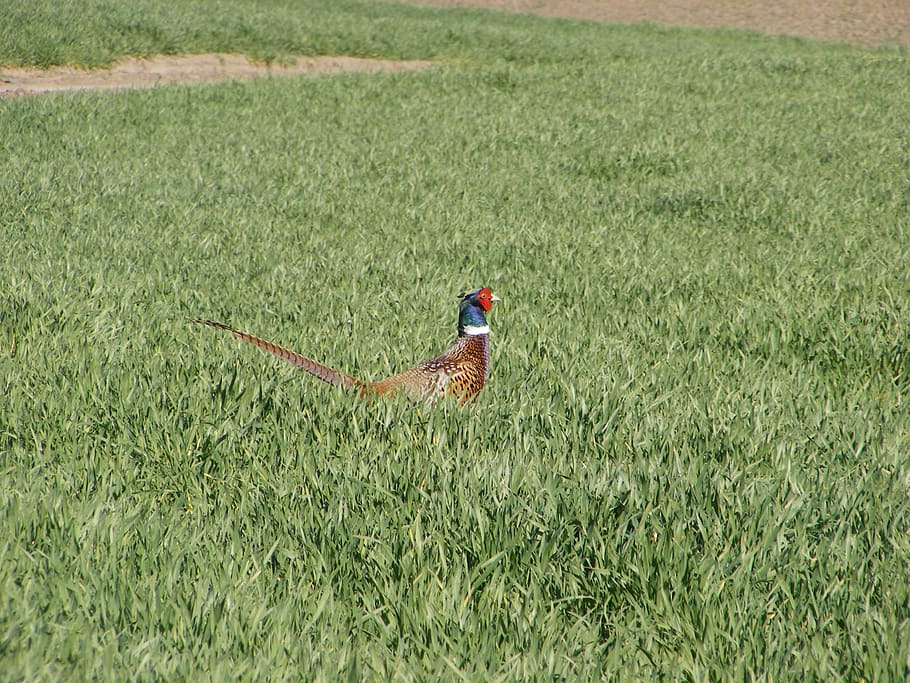 Pheasant, Field, Green Grass, agriculture, growth, farm, one person HD wallpaper