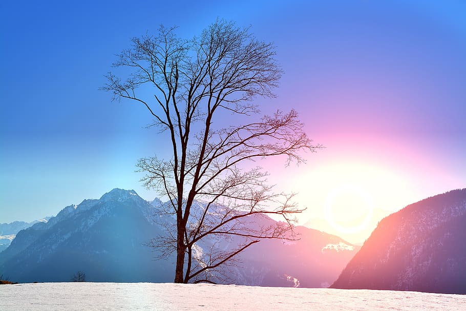 black tree under blue sky during sun rise, winter, wintry, snow HD wallpaper