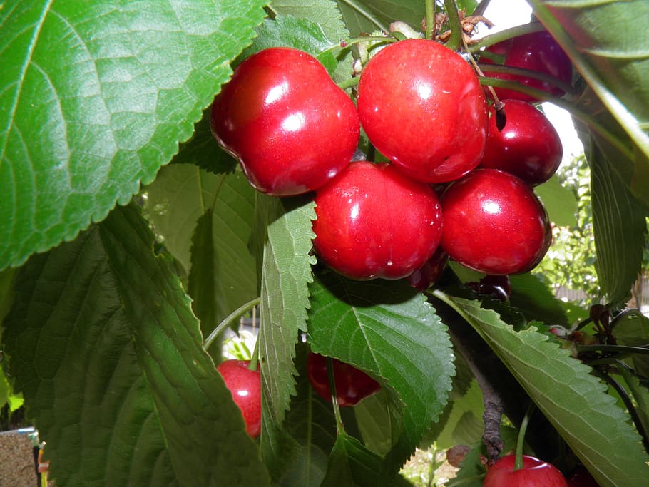 cherry, tree, berries, fruit, red, leaves, green, spring, food and drink HD wallpaper