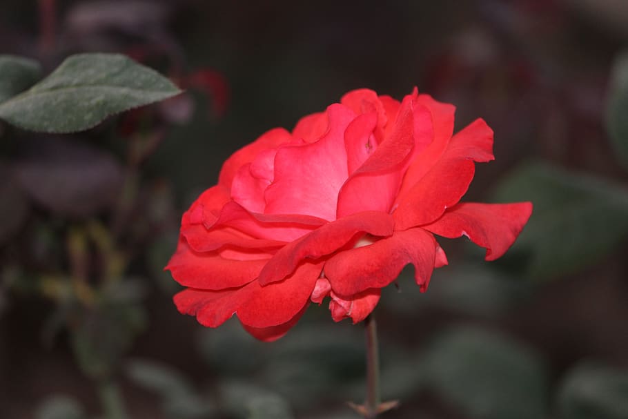 go, for, light, flower, flowering plant, beauty in nature, petal HD wallpaper