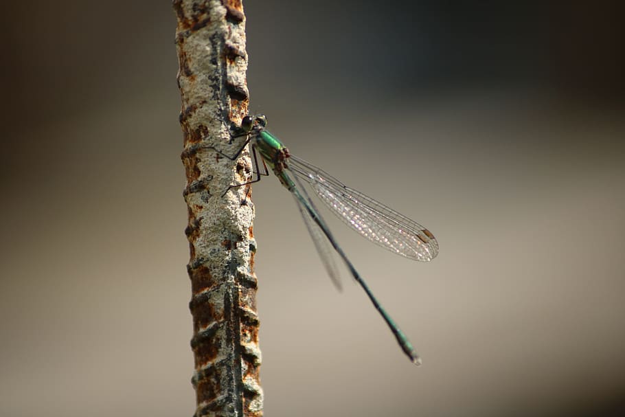 dragonfly, macro, insects, invertebrate, animal wing, animal themes HD wallpaper