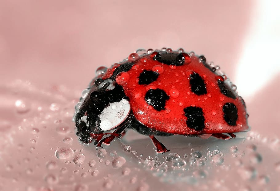 shallow focus photography red and black ladybug, beetle, insect HD wallpaper