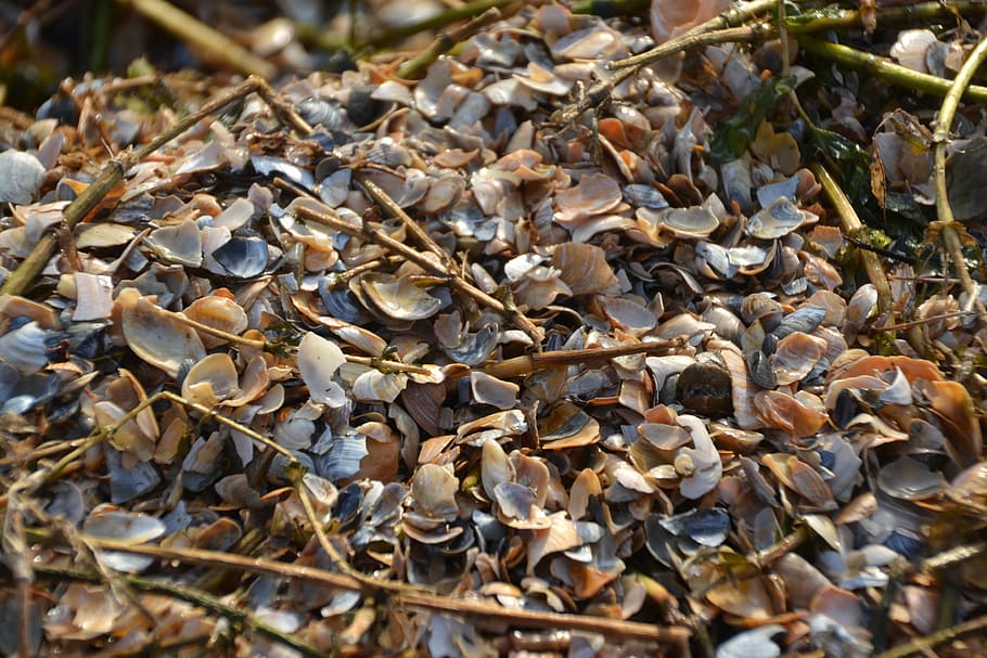 mussels, shells, beach, holiday, leaf, dry, plant part, nature HD wallpaper