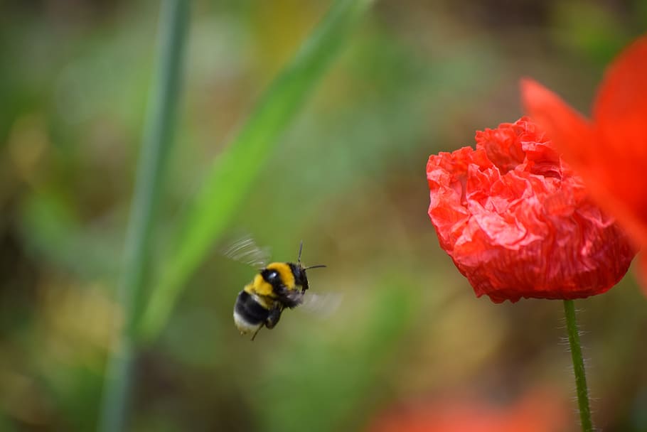 poppy, spring, bee, red, nature, flower, insect, pollination HD wallpaper