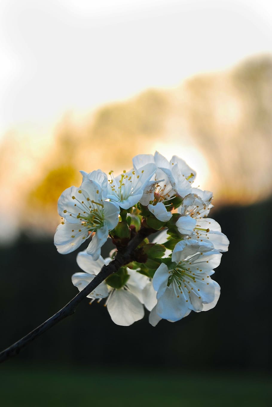 cherry, blossom, nature, june, tree, flower, cherry tree, cluster HD wallpaper