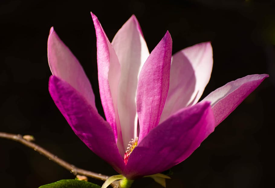 nature, flower, plant, flowering plant, beauty in nature, close-up HD wallpaper