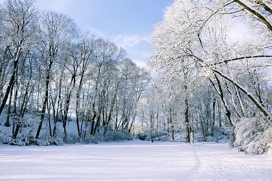 Winter, Snow, Landscape, Tree, cold temperature, white color HD wallpaper