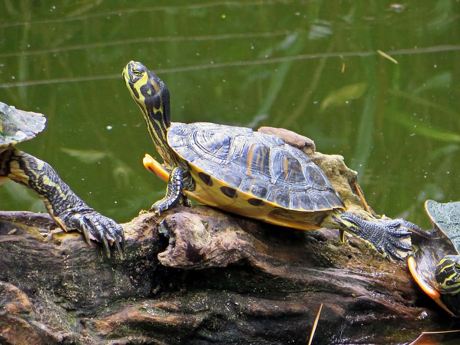 turtle, florida turtle, aquatic, malaria, trachemys scripta HD wallpaper