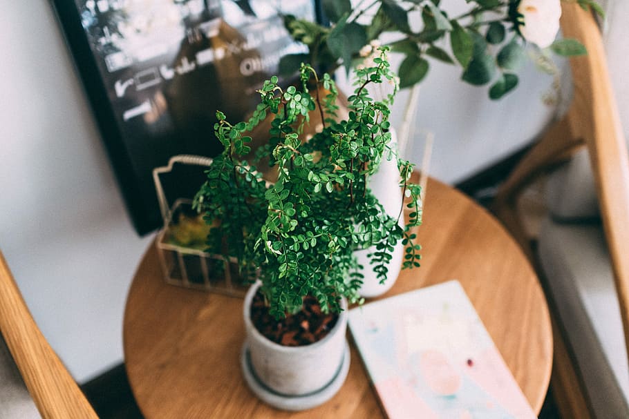 green leafed plant on brown wooden table inside room, green leafed plant on gray pot HD wallpaper