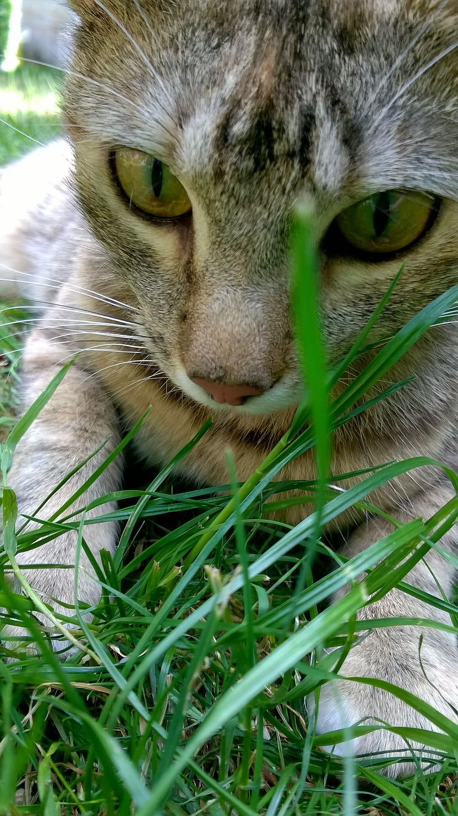 Cat, Grass, Kitten, domestic cat, one animal, feline, pets HD wallpaper