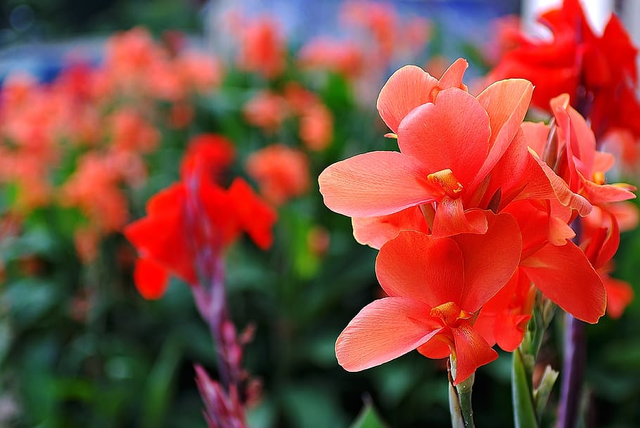 tilt-shift lens photography of red flowers, summer, gladiolus HD wallpaper