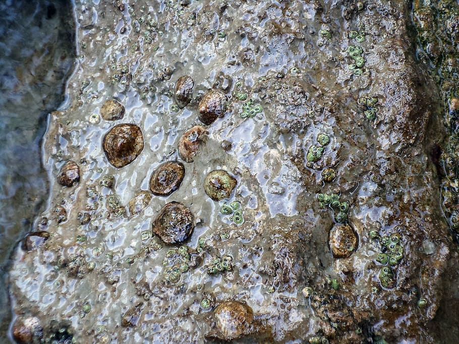 shells, sea shells, stone, no people, close-up, animal wildlife HD wallpaper