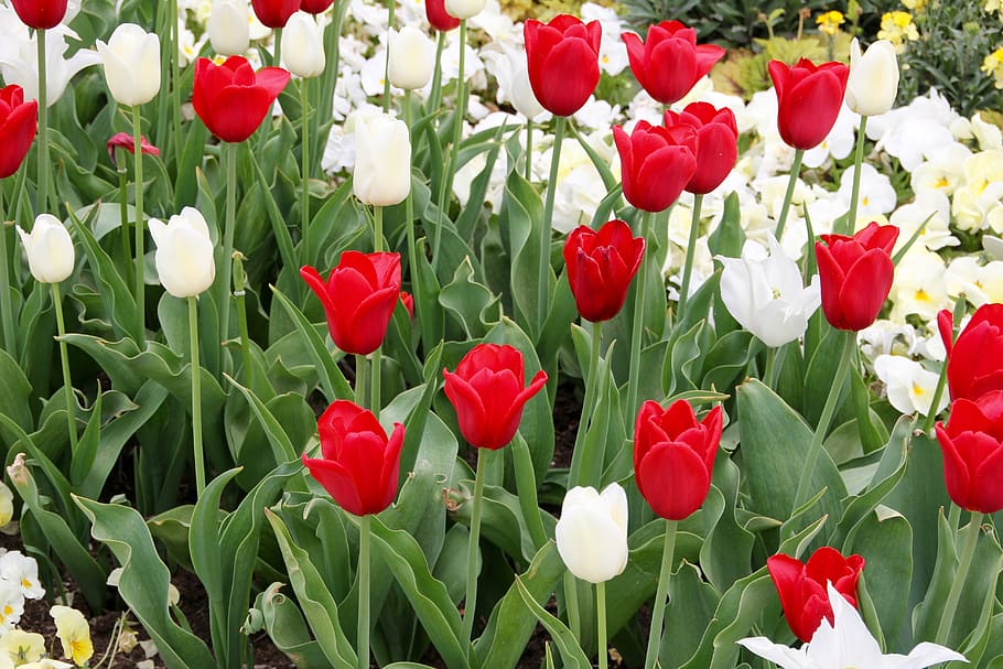 tulips, tulipa, tulpenzwiebel, breeding tulip, red, white, schnittblume, HD wallpaper